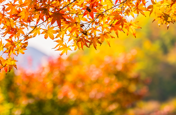 Inscrivez-vous aux sessions Automne-Hiver !